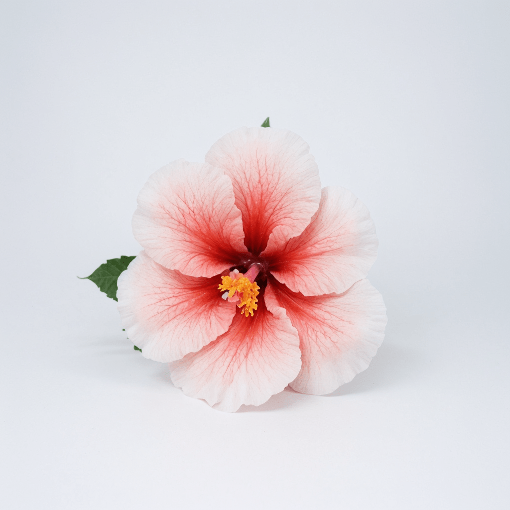 Hibiscus Flower Extract