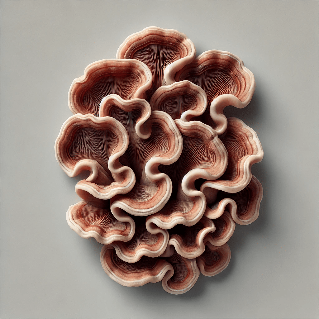 Wood Ear Fungus Extract